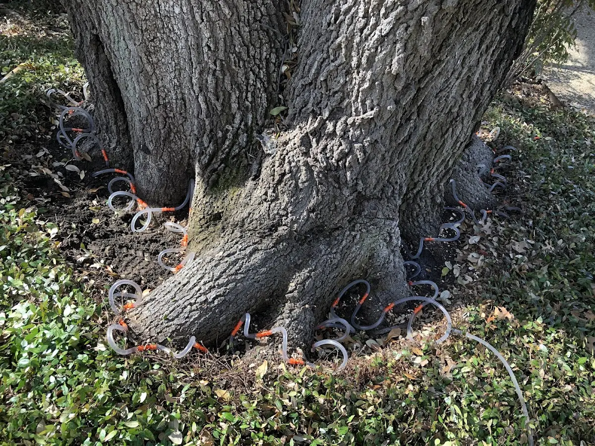 Detailed Tree Cabling and Bracing job site in Joinerville